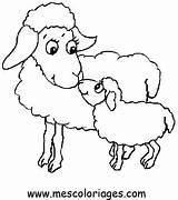 Colorat Oi Colorear Oveja Ovejas Ovelha Imagini Mouton Sheep Animale Planse Ovelhas Coloring Ovelhinhas Dibujos Oaie Miel Pascoa Desene Moutons sketch template