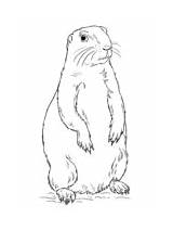 Prairie Dog Coloring Standing Printable Pages sketch template
