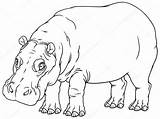 Hippo Outline Drawing Hippopotamus Illustration Hand Vector Stock Amphibius Horse River Cartoon Depositphotos Background Preview sketch template