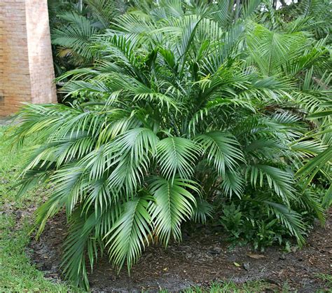 bring tropical flair   garden  bamboo palm