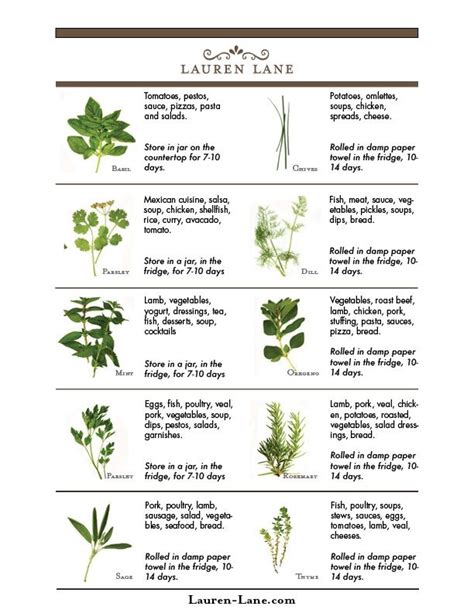 created  herb guide  explains   store  fresh herbs