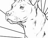 Staffordshire Colouring Bull Terrier sketch template