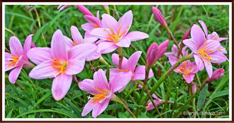 beautiful pink wild grass flowers  himachal pradesh