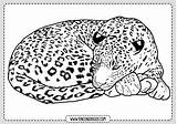 Leopardo Leopardos Rincondibujos sketch template