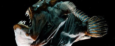 anglerfish physically fuse   mates   finally
