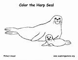 Seal Coloring Pages Fur sketch template