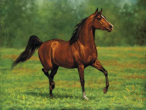 brown images brown horses wallpaper  background