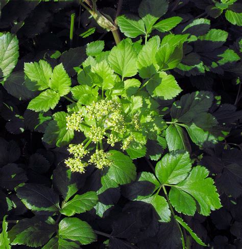 alexanders facts  health benefits