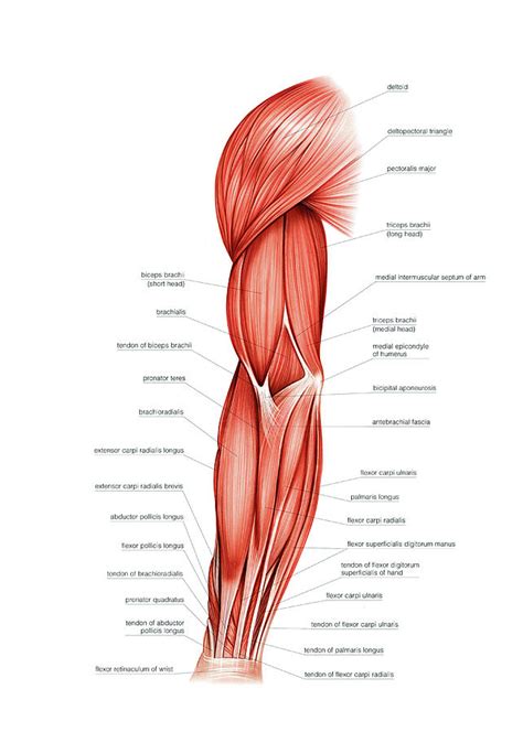 upper arm muscles diagram  fact    muscle grouped