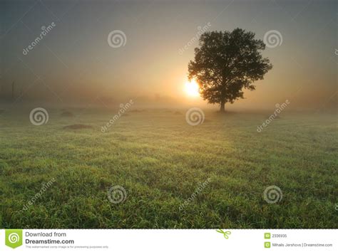 eenzame boom bij zonsopgang stock afbeelding afbeelding bestaande uit foggy helderheid