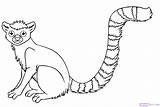 Lemur Coloring Rainforest Animals Pages Draw Endangered Drawing Animal Jungle Tailed Ring Clipart Tropical Easy Step Kids Color Realistic Monkey sketch template