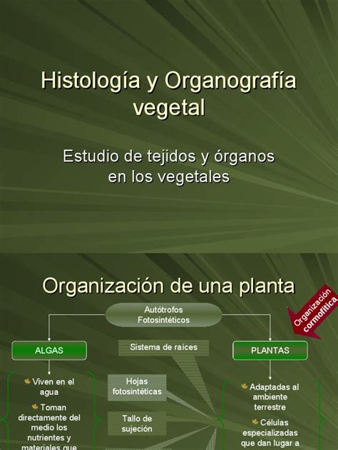 Histologia Y Organografia Vegetal 1 Pdf Tallo De La Planta Raíz