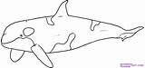 Whale Orca Kids Clipart sketch template