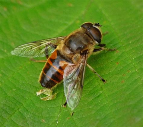 common drone fly  wildlife guide inaturalist