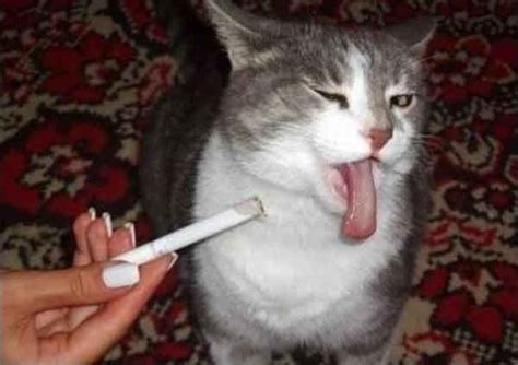 Cat Nonsmoker Blah I Quit Smoking Years Ago Keep It Away From Me