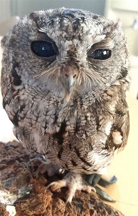 The Blind Owl With Starry Constellations In His Eyes Geekologie
