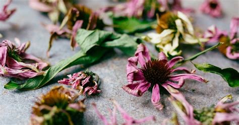 how to treat and prevent bug bites naturally mindbodygreen