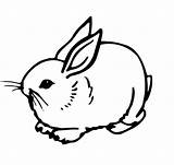 Rabbit Iepurasi Konijn Rabbits Dieren Sketsa Kelinci Colorat Topkleurplaat Coelho Desene Konijnen Diwarnai Lucu Hitam Lepre Soffice Iepuri sketch template