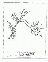 Coloring Carnation Library Clipart Line sketch template