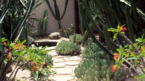 landscaping  cactus  ways  add color  structure gardeningetc