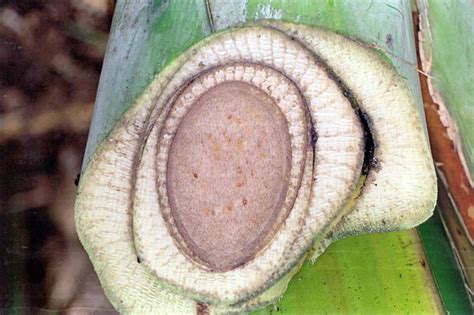 Banana Diseases And Pests Description Uses Propagation
