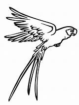 Parrot Coloring Pages Flying Drawing Kids Printable Parrots Papagei Bird Ausmalbild Bestcoloringpagesforkids Clipart Book Draw Birds Drawings Zum Fly Ausmalbilder sketch template