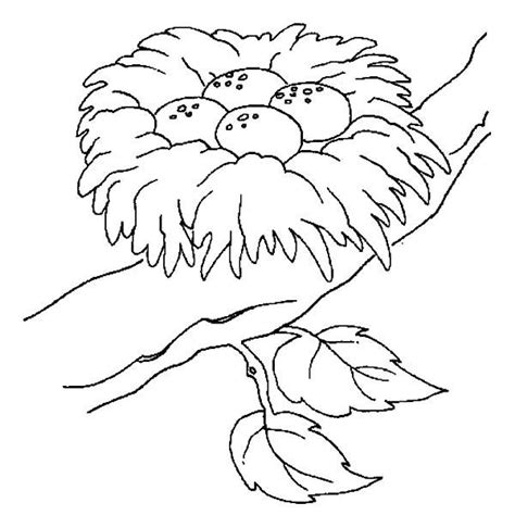 bird nest eggs coloring page coloring pages bird coloring pages