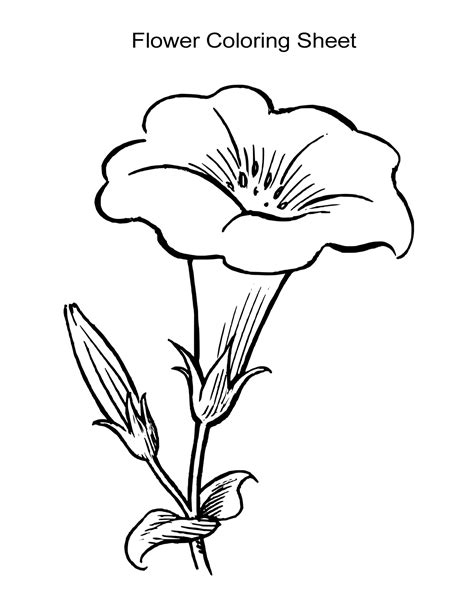 printable coloring pages  adults  flowers tulip coloring