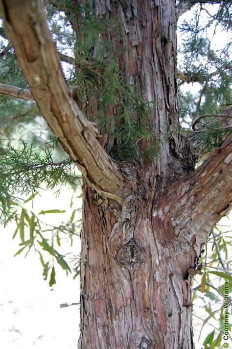Trunk And Bark Of Eastern Red Cedar Photo By Courtney