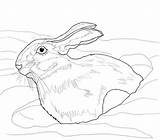 Hare Coloring Snow Snowshoe Arctic Drawing Drift Pages Color Printable Print Supercoloring Animal Version Hares Online Uprooted Comments sketch template