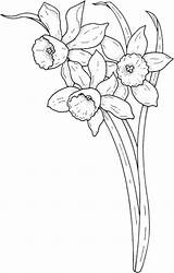 Coloring Daffodil Flower Stem Pages Template Color Daffodils Size March sketch template