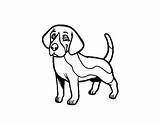 Beagle Coloring Pages Getdrawings sketch template