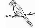 Papagei Pappagallo Parrot Disegno Papegaai Papagayo Colorare Ausmalbilder Ausmalen Papagaios Araras Ara Ausdrucken Falco Ausmalbild Malvorlagen sketch template