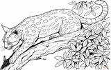 Coloring Leopard Pages Branch Cat Drawing sketch template