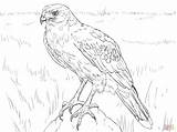 Harris Hawk Coloring Drawing Pages Red Tail Drawings Getdrawings Tailed Printable Skip Main sketch template