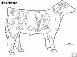 Cow Angus Livestock Animal Shorthorn Judging Hereford sketch template