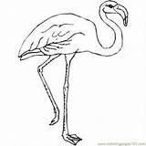 Flamingo Coloring Pages Leg Drawing Template Outline Flamingos Kids Printable Turkey Color Cool Getdrawings Getcolorings Paintingvalley Print sketch template