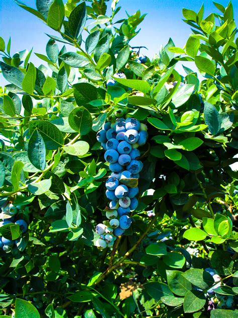 buy emerald blueberry bushes   tree center