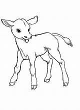 Cow Baby Coloring Drawing Pages Cows Kids Realistic Color Easy Colour Born Just Animal Sketches Kidsplaycolor Cute Clipart Sketch Cliparts sketch template