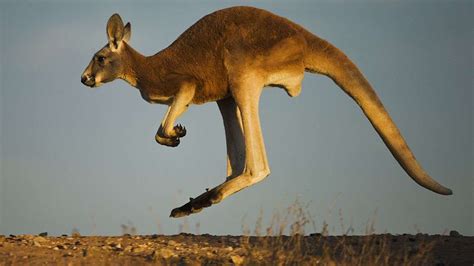 kangaroo anthropomorphism crushed  mother nature howstuffworks