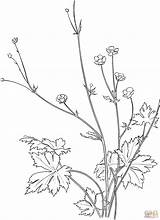 Lavender Flower Buttercup Coloring Pages Drawing Common Getdrawings Skip Main Printable Lavandula Angustifolia sketch template