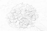 Hydrangea Mimi sketch template