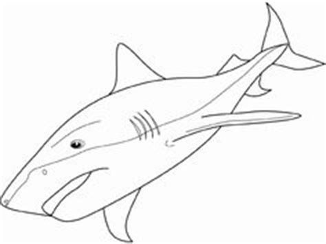 coloring tiger shark picture shark drawing shark coloring pages