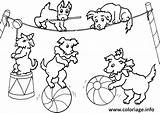 Circo Chiens Cirque Equilibriste Imprimer Desenhos Colorir Cachorros Kleurplaten Megghy Hondjes Perros Martins Professora Qdb Imprimé Fois Brincando sketch template