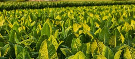 grow tobacco nicotiana tabacum seeds  plants