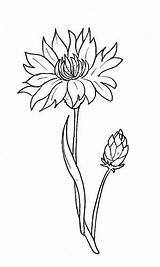Flower Cornflower Coloring Pages Flowers Drawing Drawings Printable 3d Tattoo Tablero Seleccionar Coloringpagesforadult sketch template