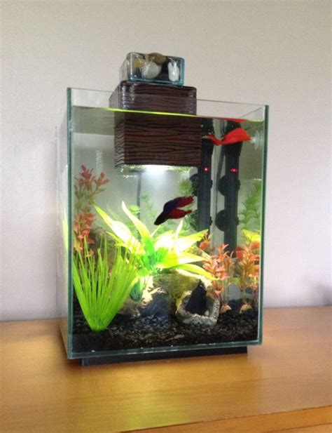 betta  gallon tank