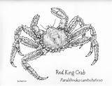 Crab Drawing King Aquatic Drawings Paintingvalley Life sketch template