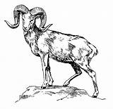 Goat Coloring Mountain Sketches Pages Horn Sheep Animal Big sketch template