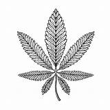 Marijuana Marihuana Cannabis Etnische Grafische Stijl Grafico Stile Etnico Canapa Ethnic sketch template